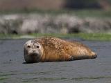 Elkhorn Slough 004